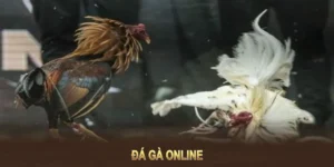 Cách Chơi Đá Gà Sabong Tại GO88: Bí Kíp Tăng Tỷ Lệ Thắng
