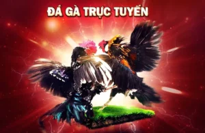 Hướng Dẫn Cách Chơi Đá Gà WS168 Tại GO88 Hiệu Quả Nhất