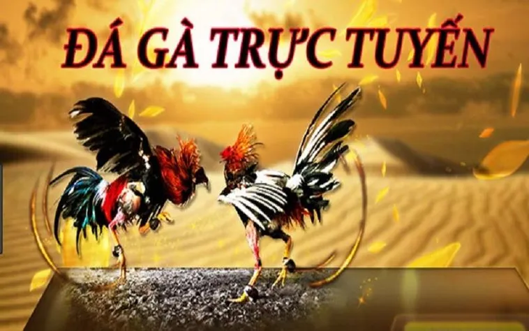 Cách Chơi Đá Gà GA28 Tại GO88: Bí Quyết Chiến Thắng Hiệu Quả