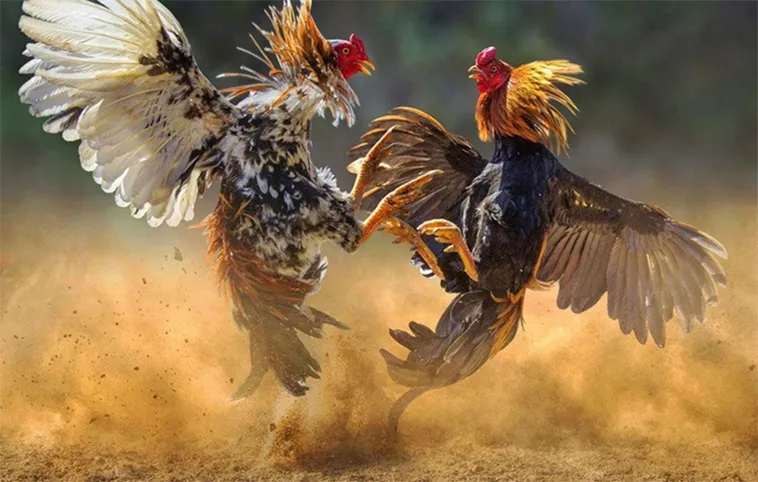Đá Gà GO88: Bí Quyết Thắng Lớn Cho Người Chơi Cá Cược